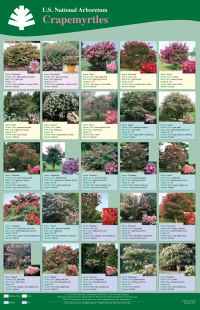 Crapemyrtle Introductions Poster (1.6 MB PDF)