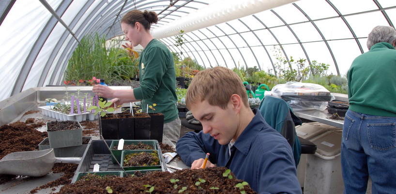 Interns working in a greenhouse